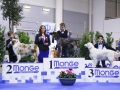 junior handler 1 domenica