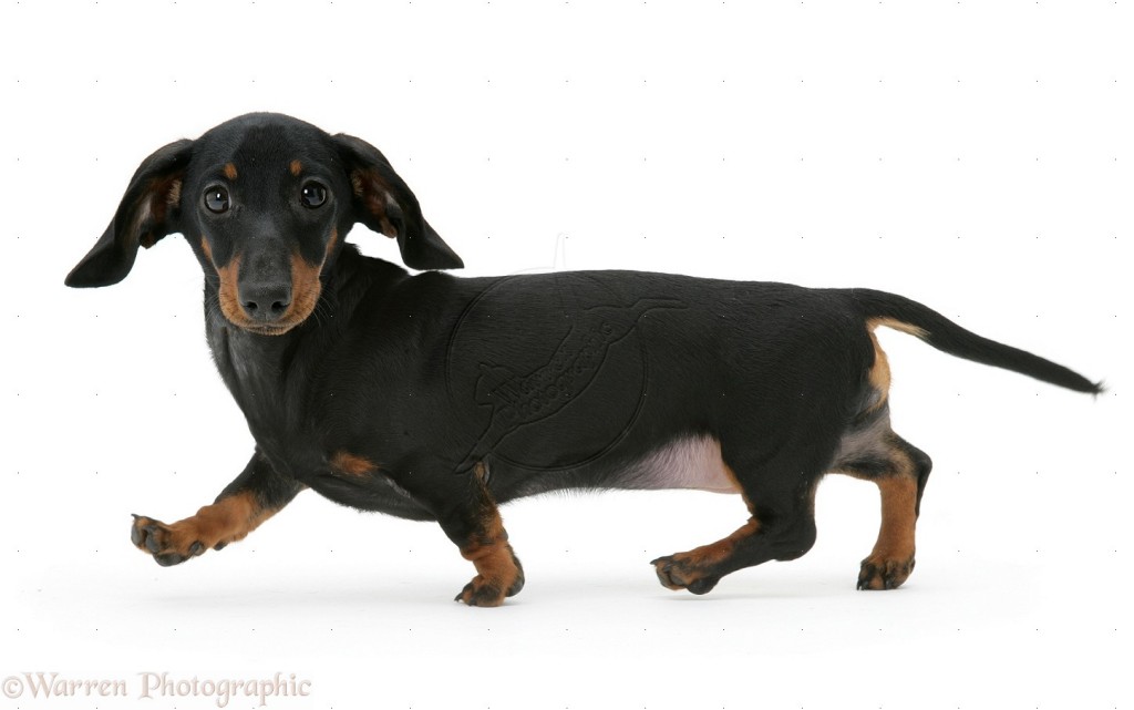 Miniature Dachshund running